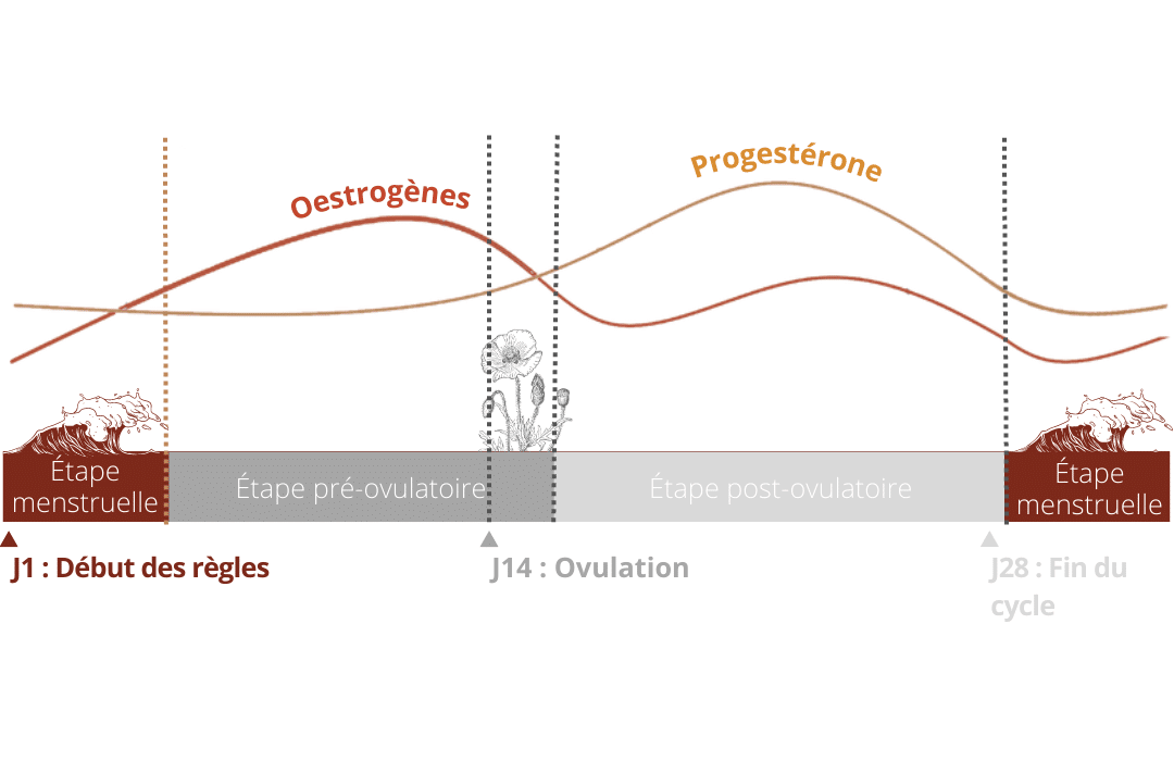 avoir ses règles