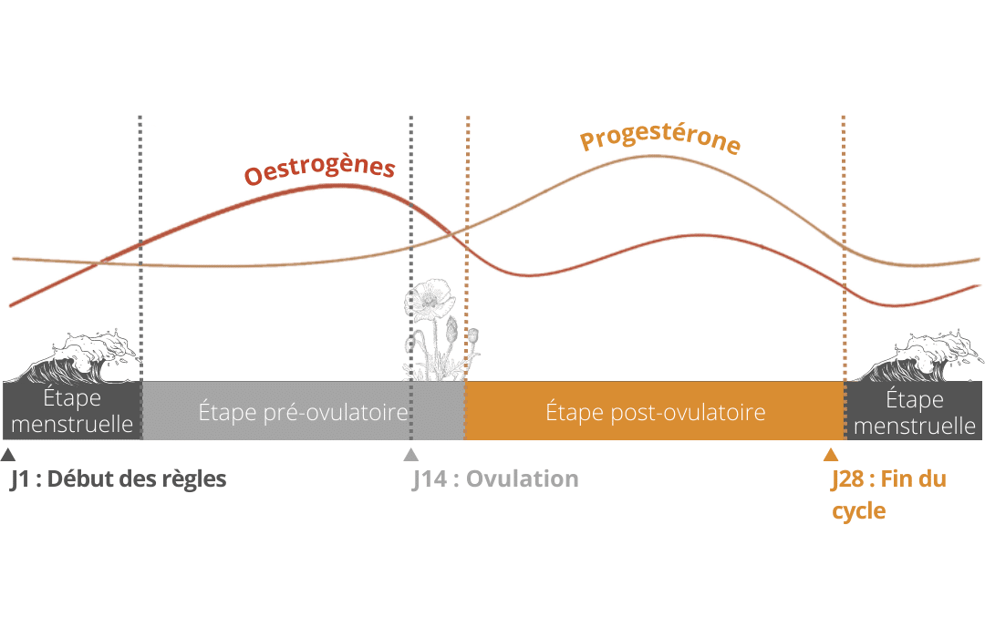Étape post-ovulatoire : l'arrivée du Syndrome Pré-Menstruel