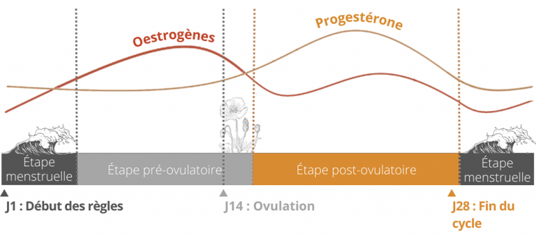 étape-post-ovulatoire