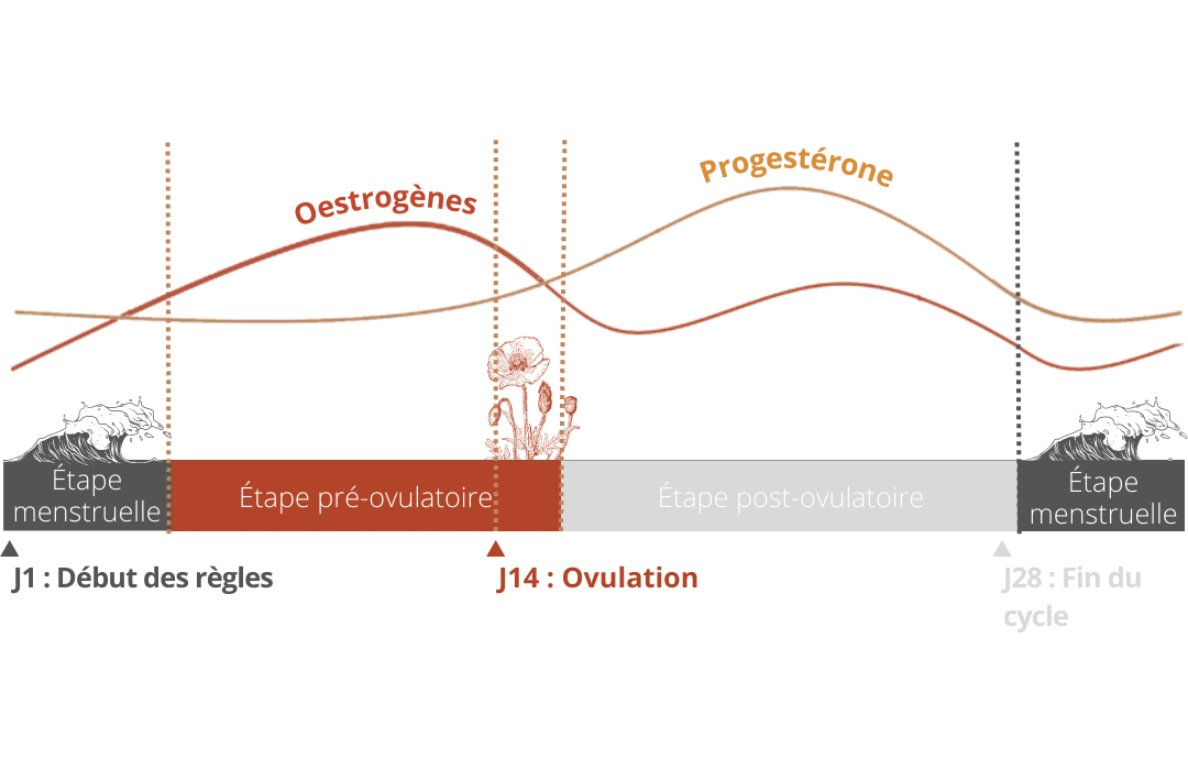 Étape pré-ovulatoire : juste avant l'ovulation