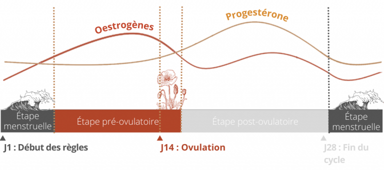 étape-pré-ovulatoire