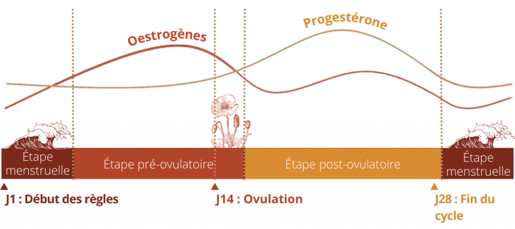 Article : le cycle menstruel - Lunes Rouges
