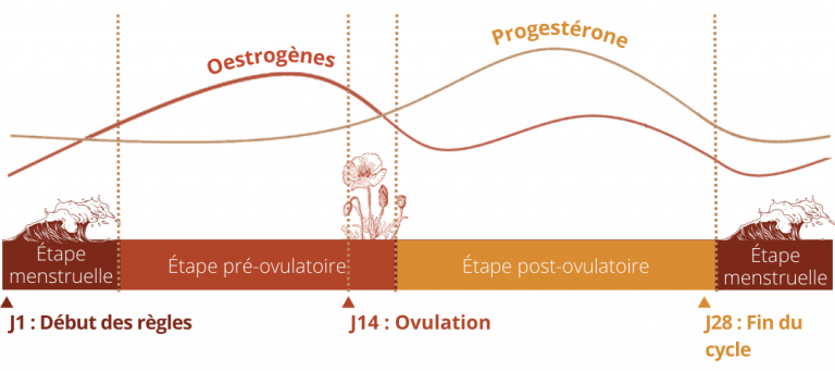 Le cycle menstruel et hormonal
